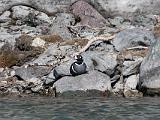 Vacation Alaska and Northwest  Harlequin Duck